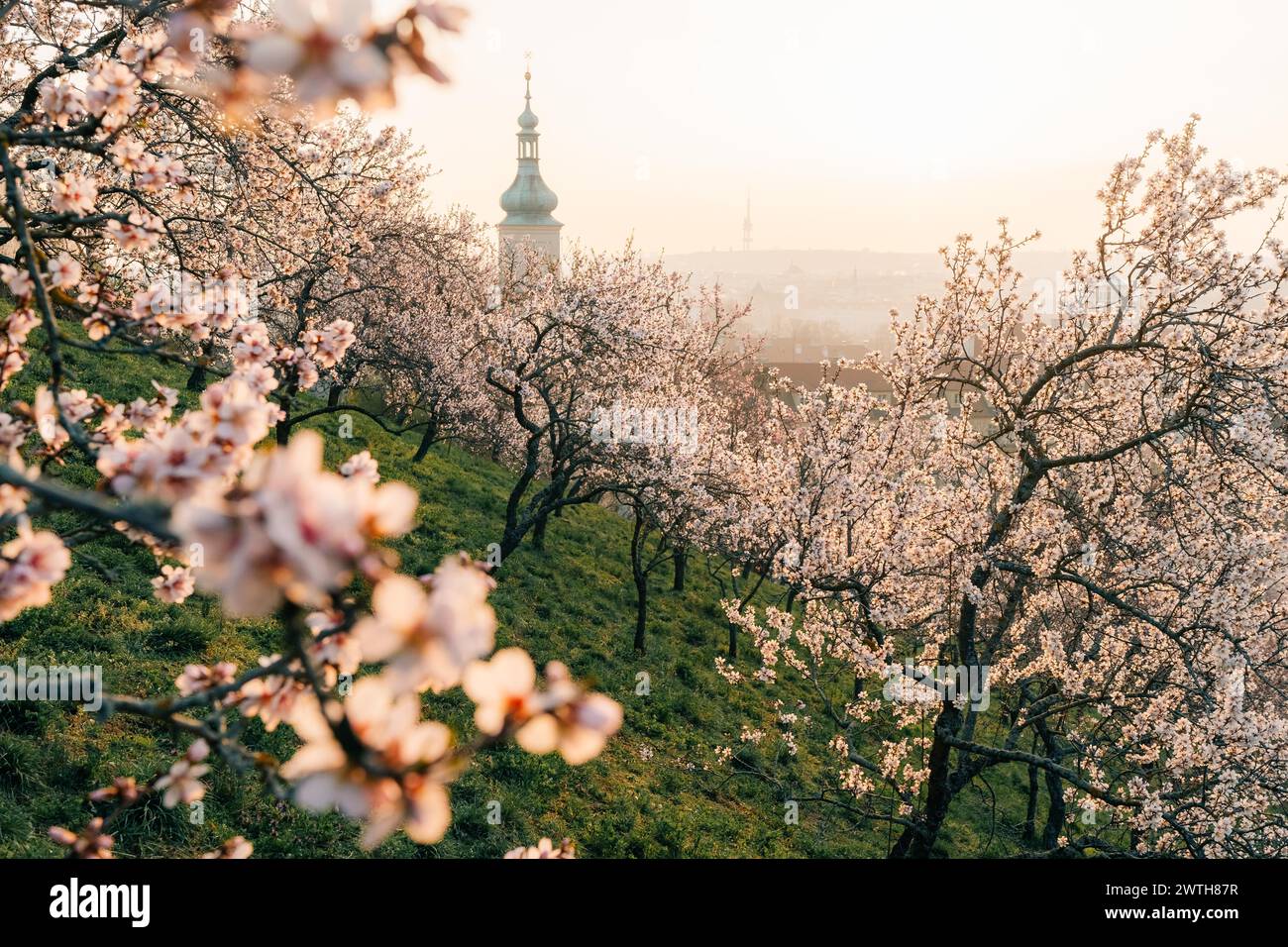 Alberi rosa mandorli in fiore in una mattina a Praga Foto Stock