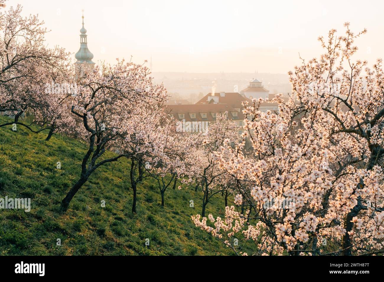 Rami rosa mandorla in fiore all'alba a Praga Foto Stock