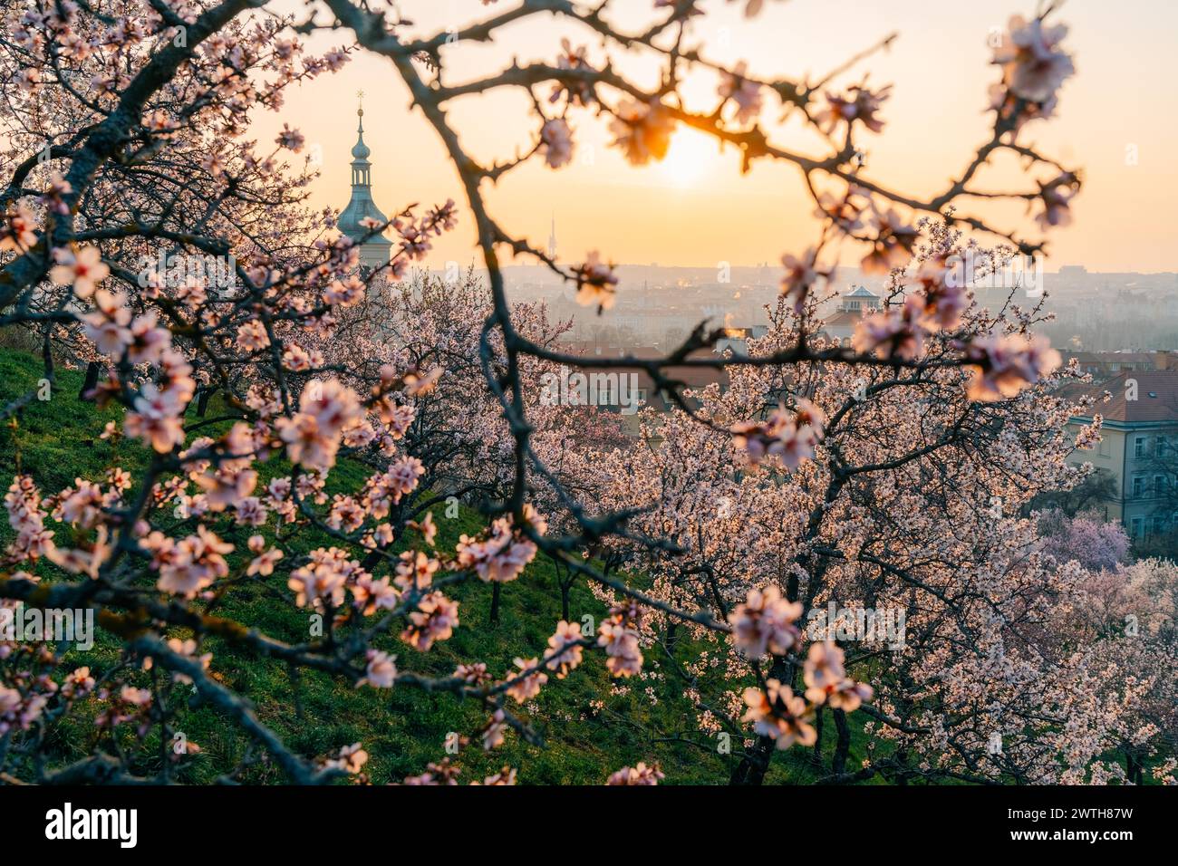 Rami di alberi rosa fioriti all'alba a Praga Foto Stock