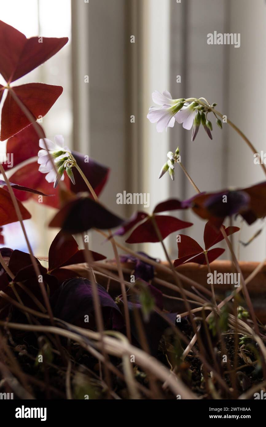 finto shamrock pianta in fiore oxalis triangularis al coperto Foto Stock
