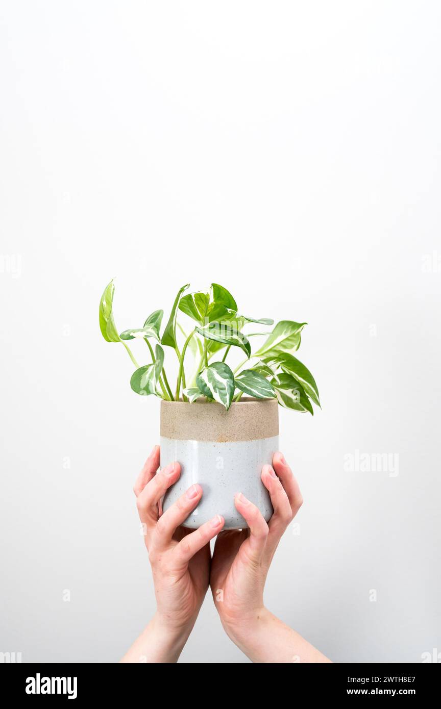 Mani che tengono in mano una pianta di pothos in una piantatrice di ceramica Foto Stock