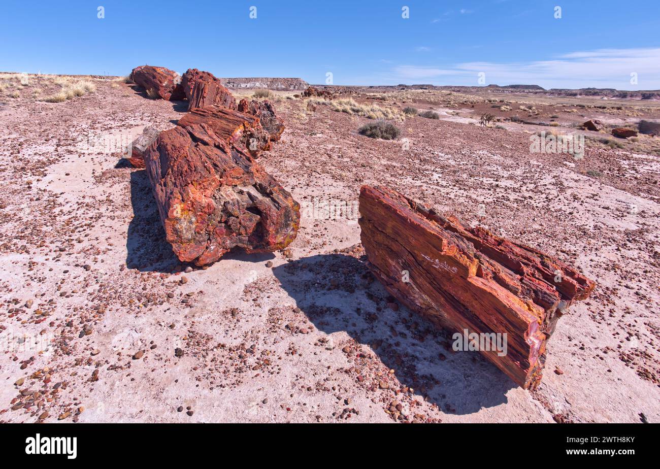 Giganteschi tronchi nella Foresta pietrificata, Arizona Foto Stock