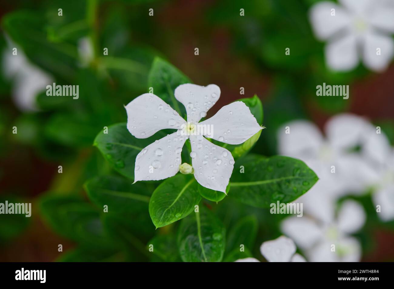 Vista ravvicinata delle gocce d'acqua sul fiore di gelsomino di Cayenne Foto Stock