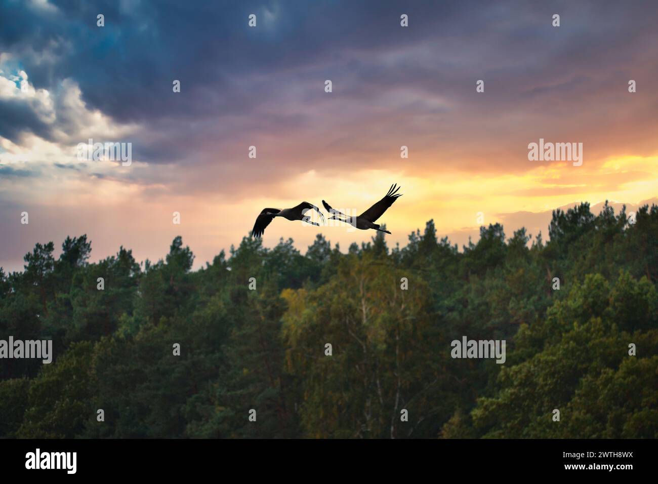 Le gru volano sopra gli alberi in una foresta al tramonto. Uccelli migratori sul Darss. Foto della fauna selvatica di uccelli della natura nel Mar Baltico. Foto Stock