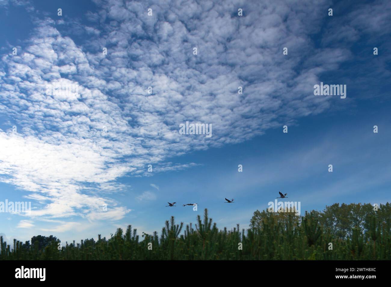 Le gru volano sopra gli alberi in una foresta. Uccelli migratori sul Darss. Foto della fauna selvatica di uccelli della natura nel Mar Baltico. Foto Stock