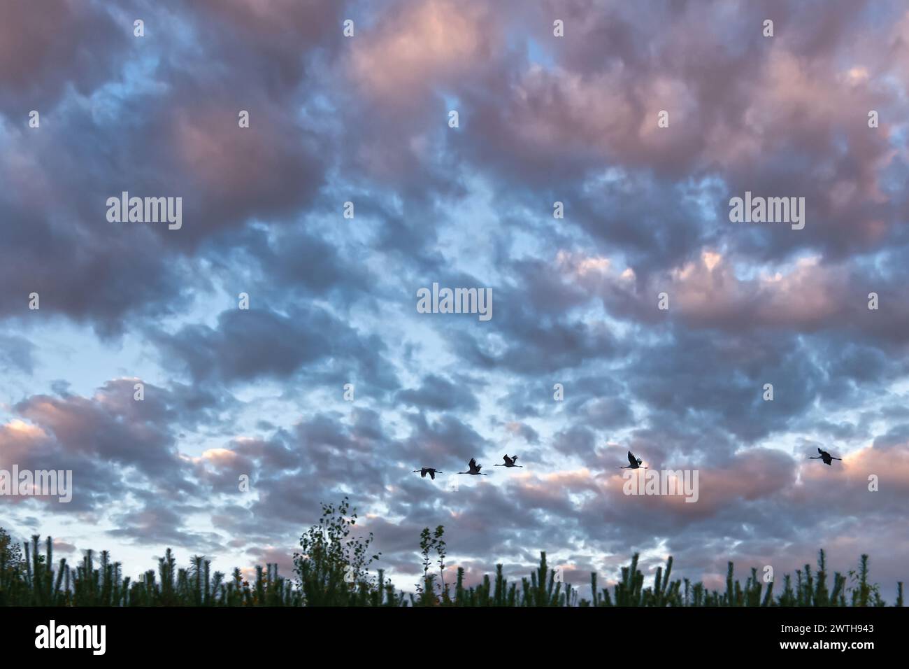 Le gru volano sopra gli alberi in una foresta con cieli spettacolari. Uccelli migratori sul Darss. Foto della fauna selvatica di uccelli della natura nel Mar Baltico. Foto Stock