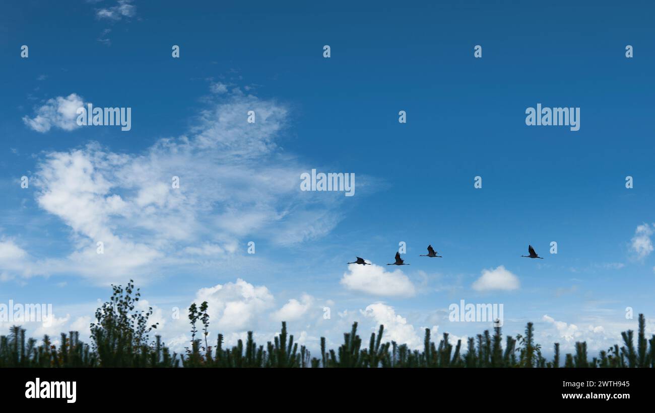 Le gru volano sopra gli alberi in una foresta. Uccelli migratori sul Darss. Foto della fauna selvatica di uccelli della natura nel Mar Baltico. Foto Stock