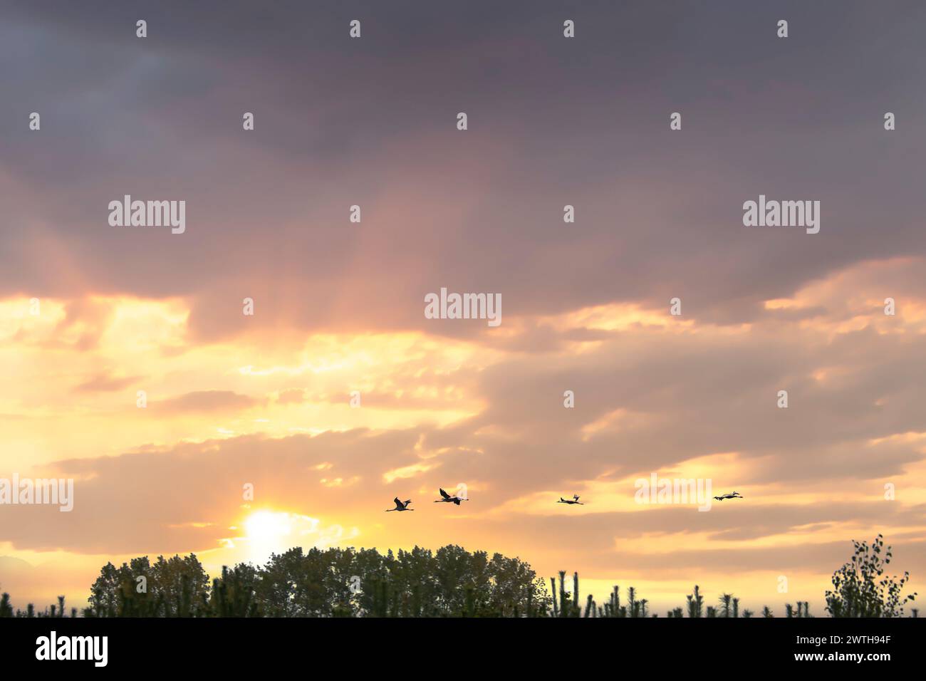 Le gru volano sopra gli alberi in una foresta al tramonto. Uccelli migratori sul Darss. Foto della fauna selvatica di uccelli della natura nel Mar Baltico. Foto Stock