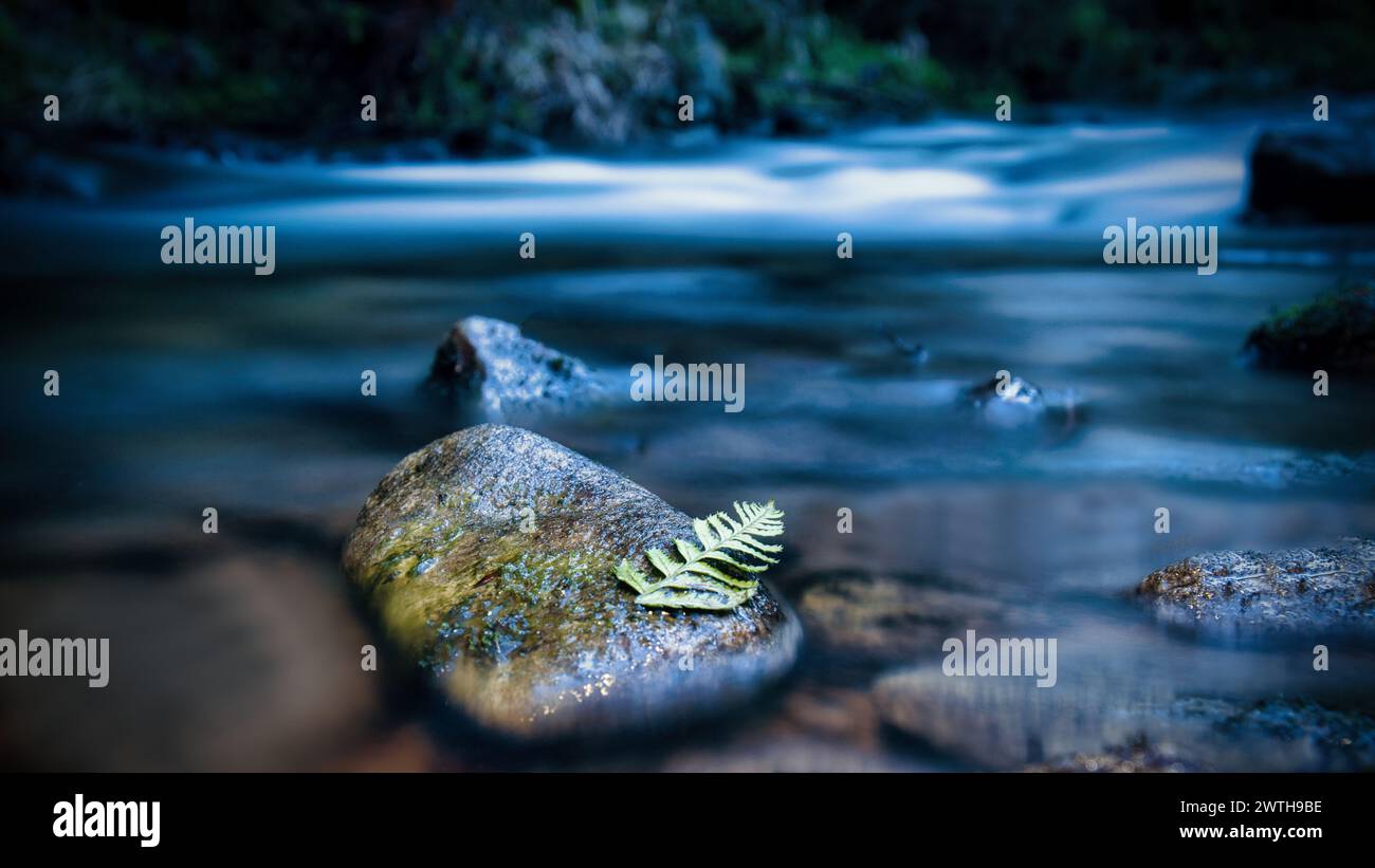 Lunga esposizione di un fiume, pietre con foglie di felce in primo piano. Foresta sullo sfondo. Natura pittoresca Foto Stock