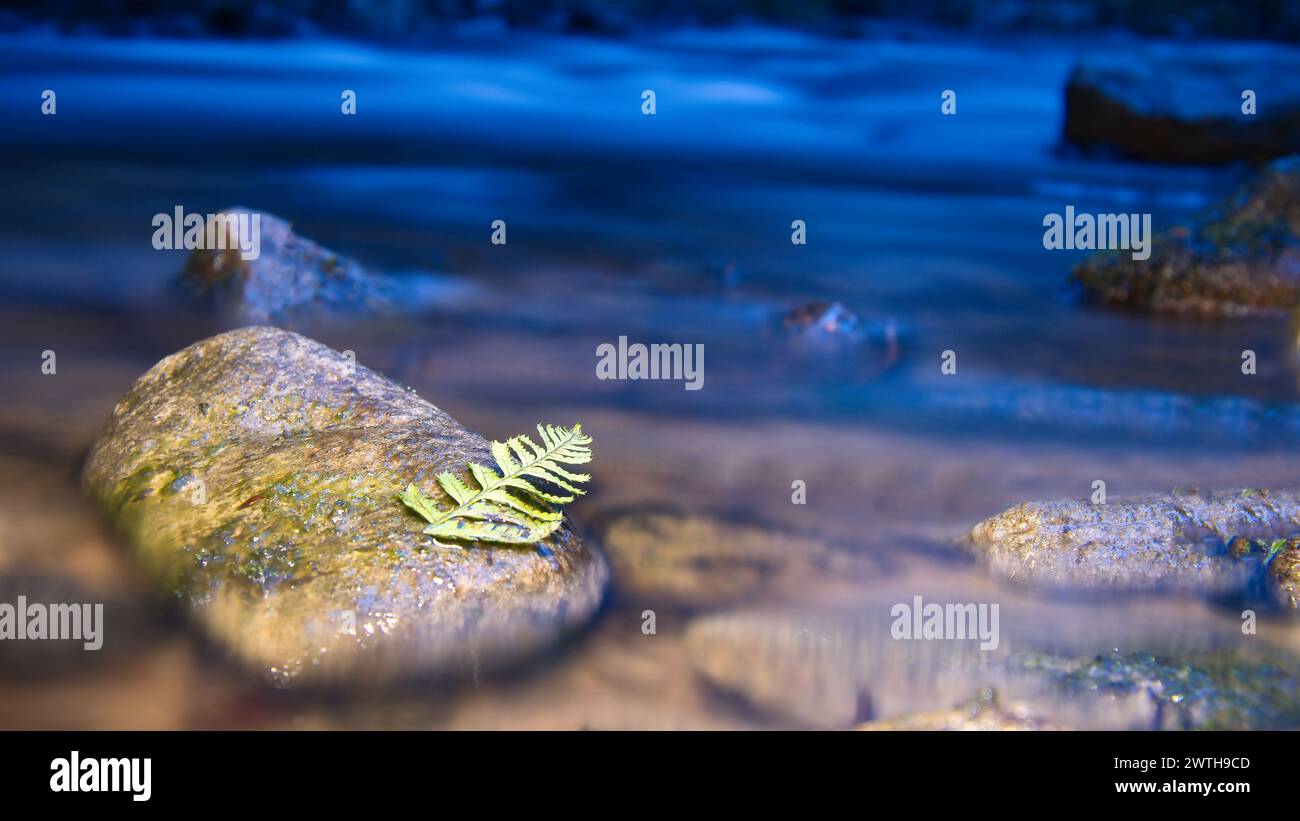 Lunga esposizione di un fiume, pietre con foglie di felce in primo piano. Foresta sullo sfondo. Natura pittoresca Foto Stock