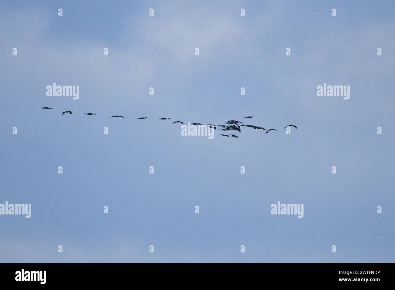 Le gru volano in formazione V nel cielo. Uccelli migratori sul Darss. Foto di uccelli Foto Stock
