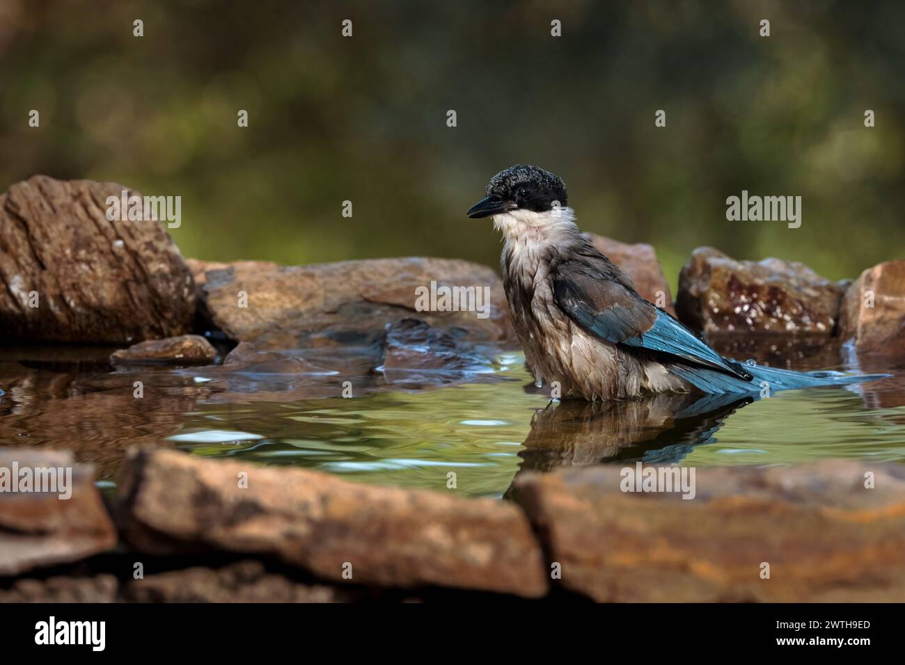 Un primo piano di un magpie iberico (Cyanopica cooki) in una pozzanghera Foto Stock