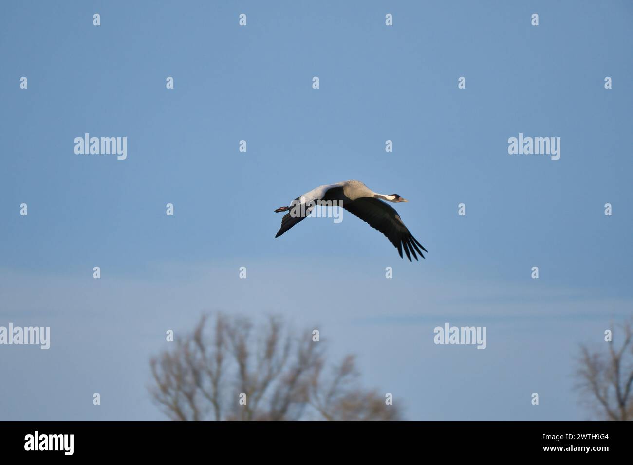 Le gru volano nel cielo blu di fronte agli alberi. Uccelli migratori sul Darss. Foto di fauna selvatica dalla natura in Germania Foto Stock