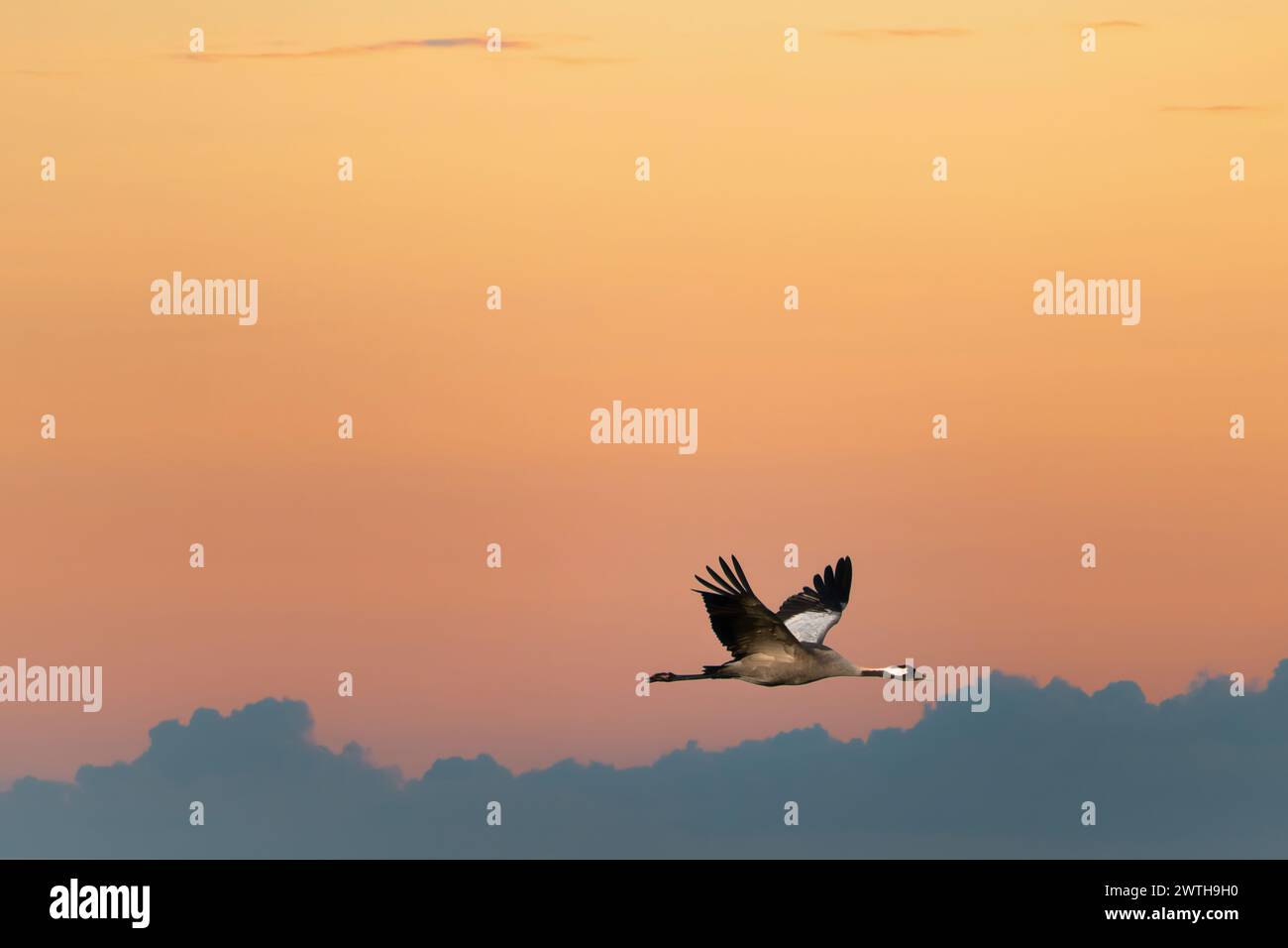 Le gru volano nel cielo al tramonto. Uccelli migratori sul Darss. Foto di fauna selvatica dalla natura in Germania Foto Stock