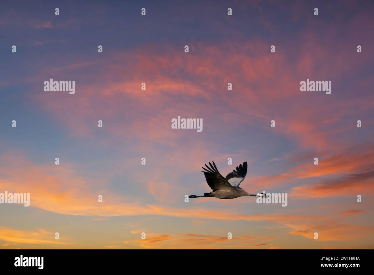 Le gru volano nel cielo al tramonto. Uccelli migratori sul Darss. Foto di fauna selvatica dalla natura in Germania Foto Stock