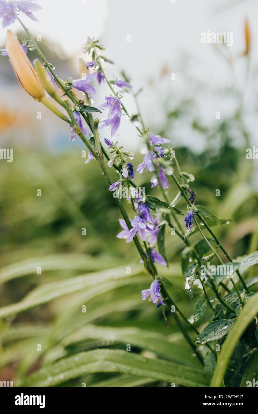 Fiori viola e gigli arancioni ricoperti di goccioline d'acqua Foto Stock