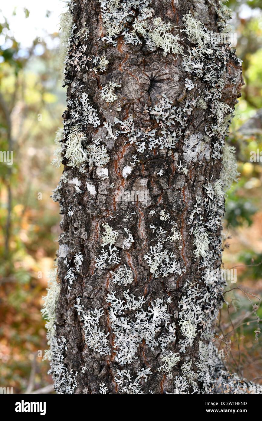 Parmelia sulcata è un lichene foglioso. Questa foto è stata scattata a Ribeira Sacra, Ourense, Galizia, Spagna. Foto Stock