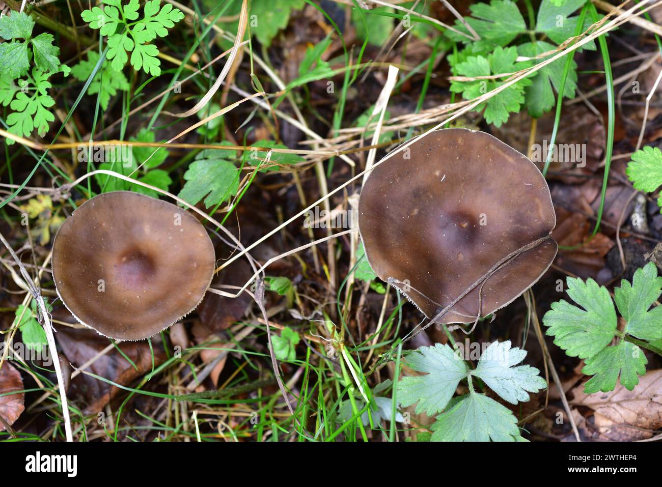 Melanoleuca sp. è un genere di funghi che cresce nelle foreste decidue. Questa foto è stata scattata a la Grevolosa, provincia di Barcellona, Catalogna, Spagna. Foto Stock