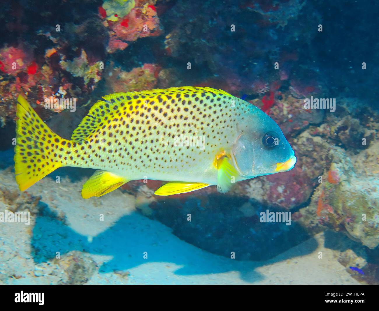 Gelber Fisch, Tauchplatz Jackson Reef, Rotes Meer, Ägypten Foto Stock