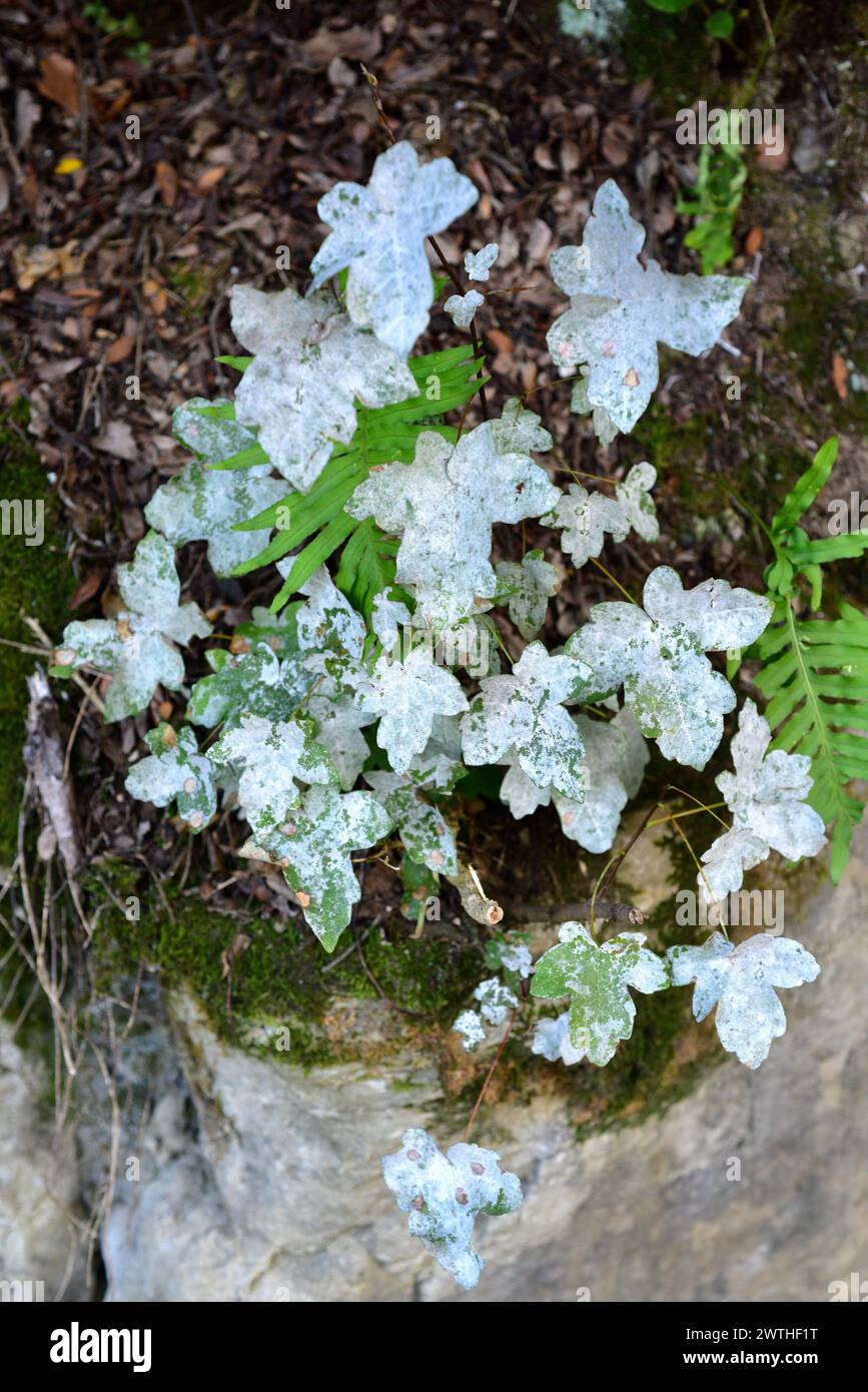 Sawadaea bicornis è un fungo parassita. Foglie di Acer Monspessulanum. Questa foto è stata scattata a Osona, provincia di Barcellona, Catalogna, Spagna. Foto Stock