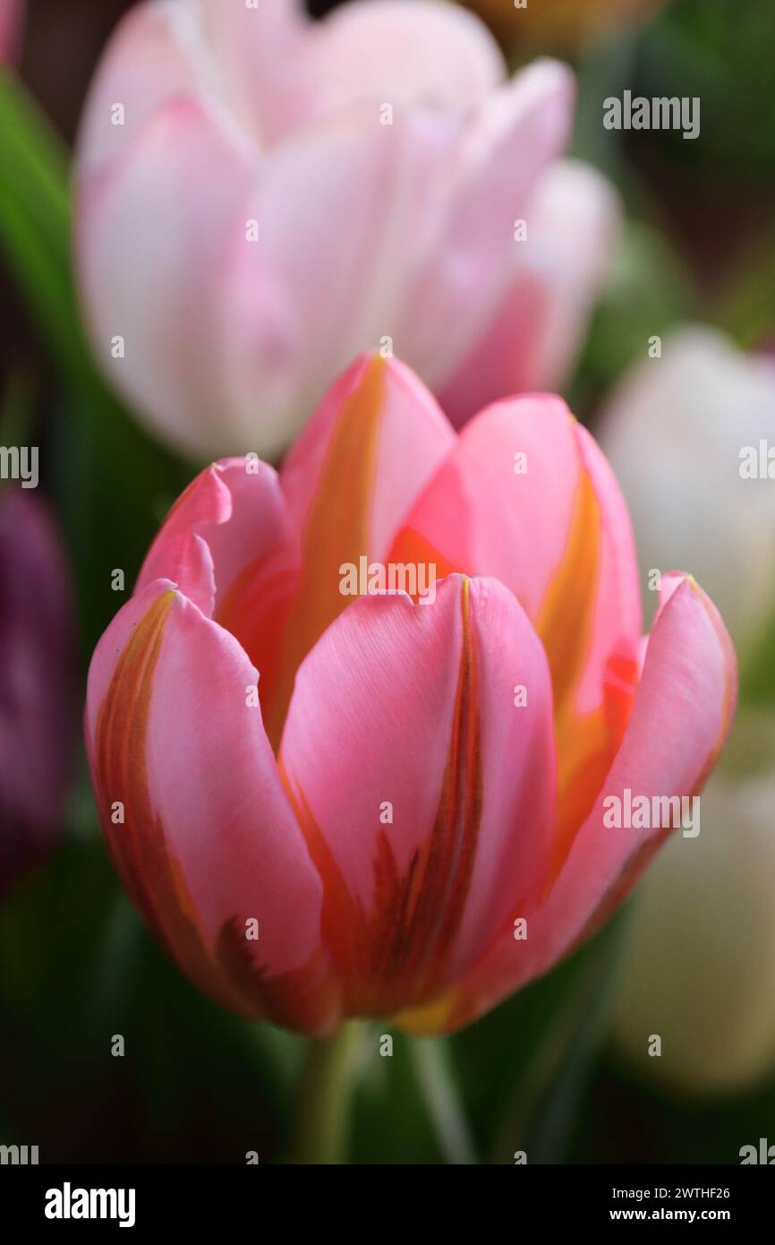 il fiore primaverile è il tulipano rosa, il primo piano illuminato dal sole, il macro Foto Stock