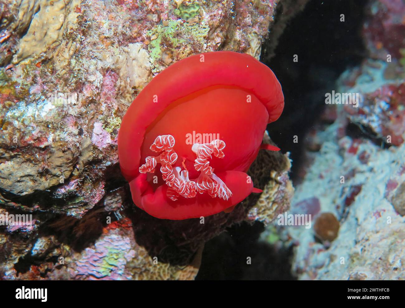 Schnecke, Spanische Tänzerin, Nachtaufnahme, Tauchplatz Riff Abu Nuhas, Rotes Meer, Ägypten Foto Stock