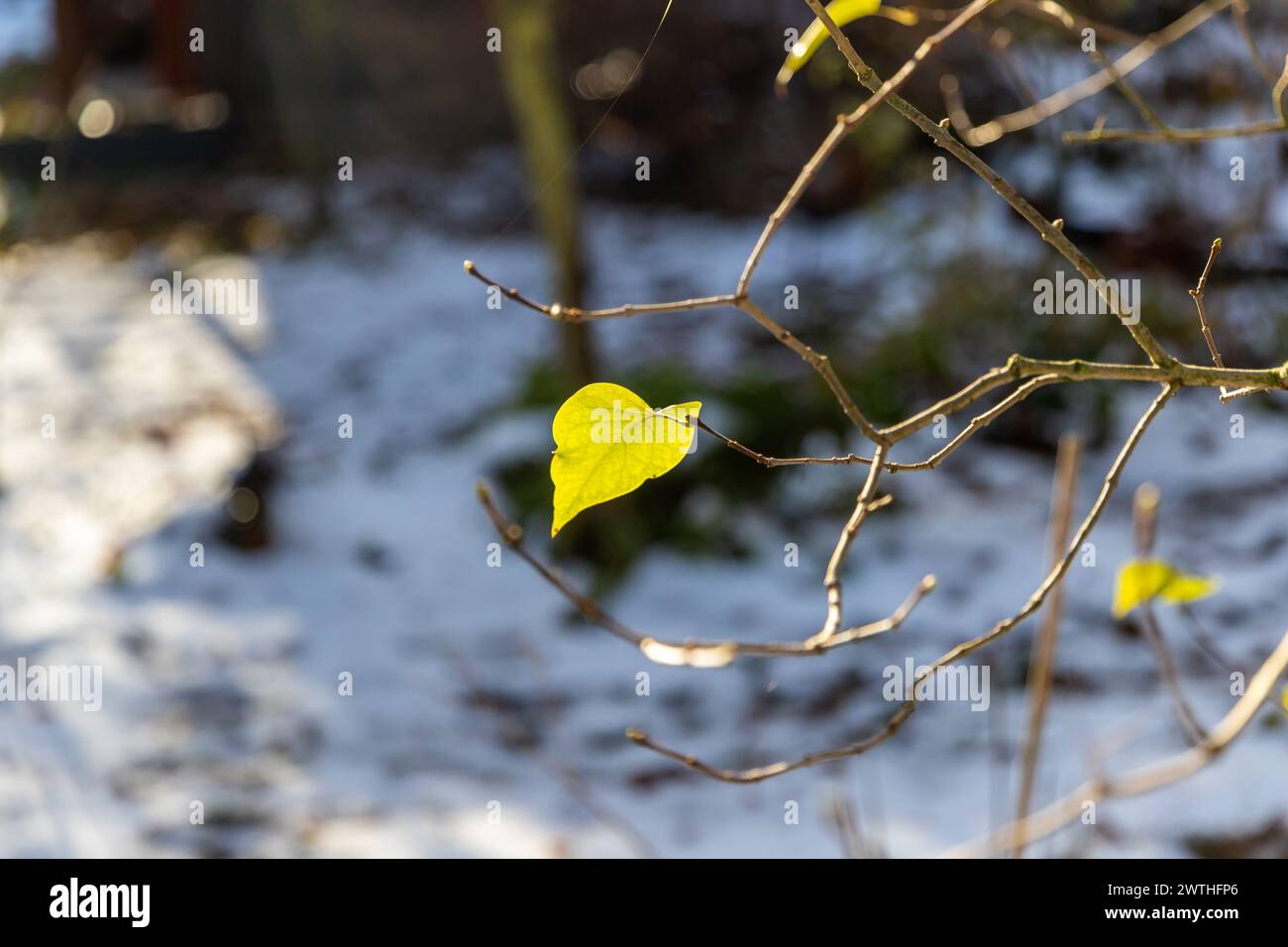 ein Grünes Blatt an einem Zweig mit Schnee im Hintergund Foto Stock