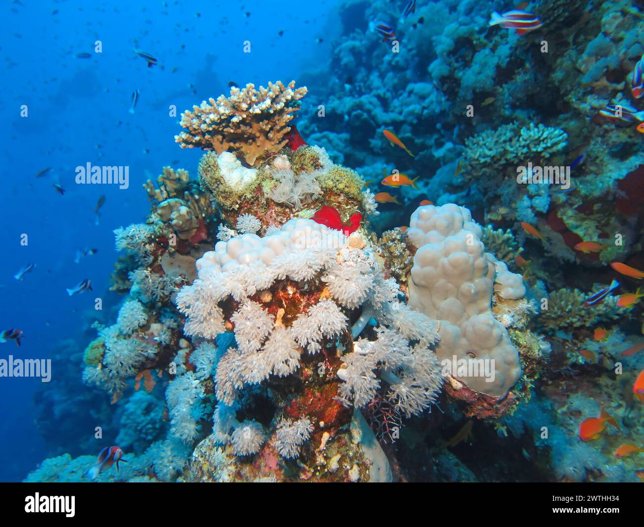 Korallen am Tauchplatz Jackson Reef, Rotes Meer, Ägypten Foto Stock