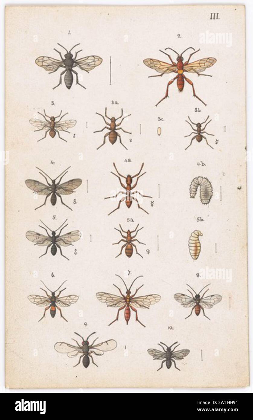 Piatto originale dipinto a mano per il Manual of New Zealand Entomology [Plate III] acquerelli, funziona su carta Foto Stock