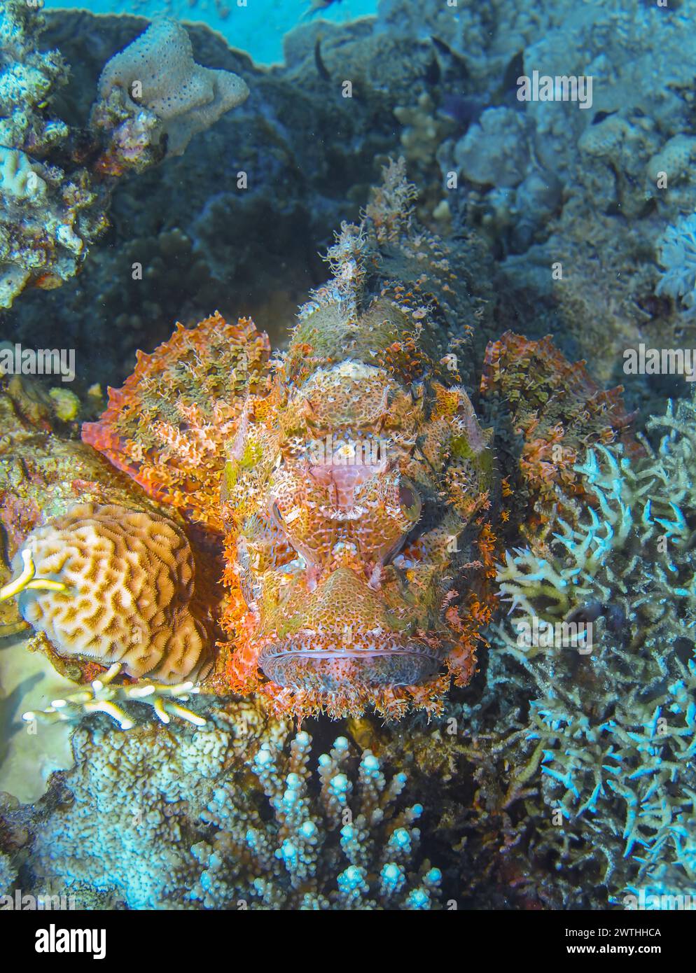 Drachenkopf (Scorpaena scrofa), Tauchplatz Riff Umm Gammar, Rotes Meer, Ägypten Foto Stock