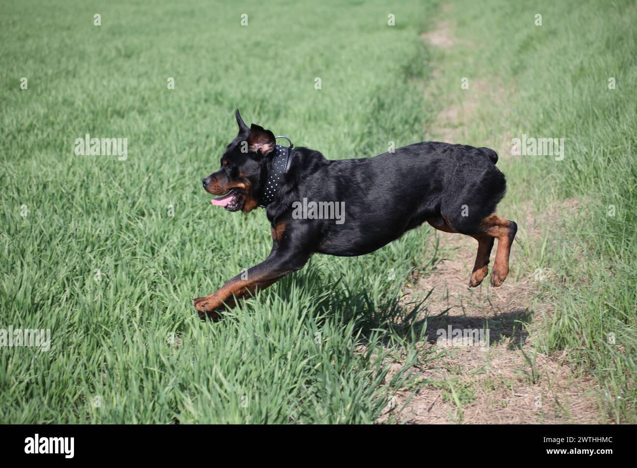 Rottweiler beim sprung auf einen Acker Foto Stock