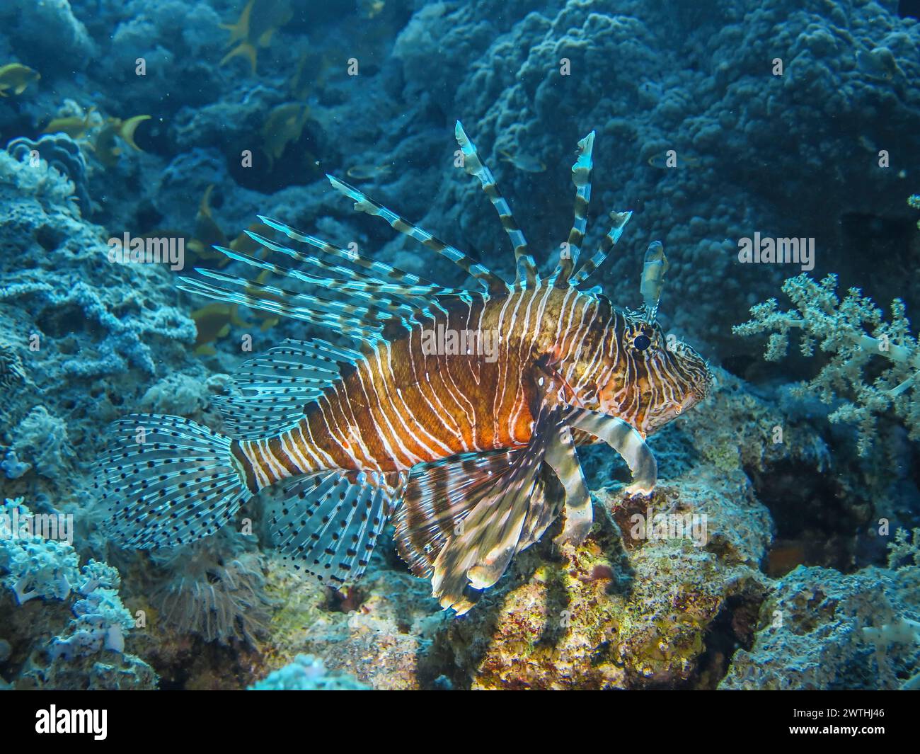 Rotfeuerfisch (Pterois volitans), Tauchplatz Wrack der Dunraven, Rotes Meer, Ägypten Foto Stock