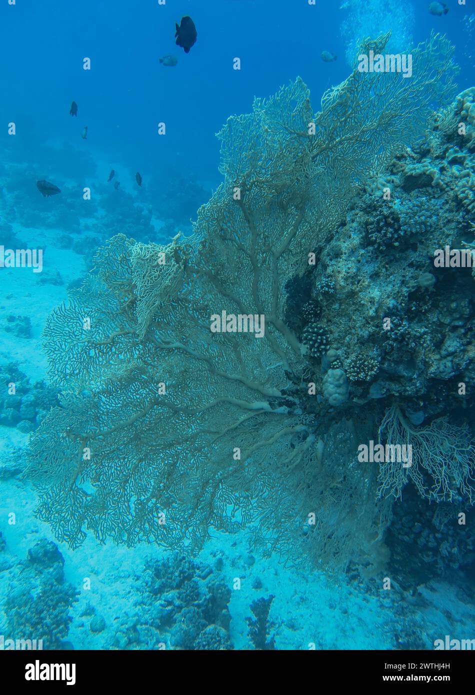 Gorgonienkoralle (Octocorallia), Tauchplatz Siyul Kebir Reef, Rotes Meer, Ägypten Foto Stock