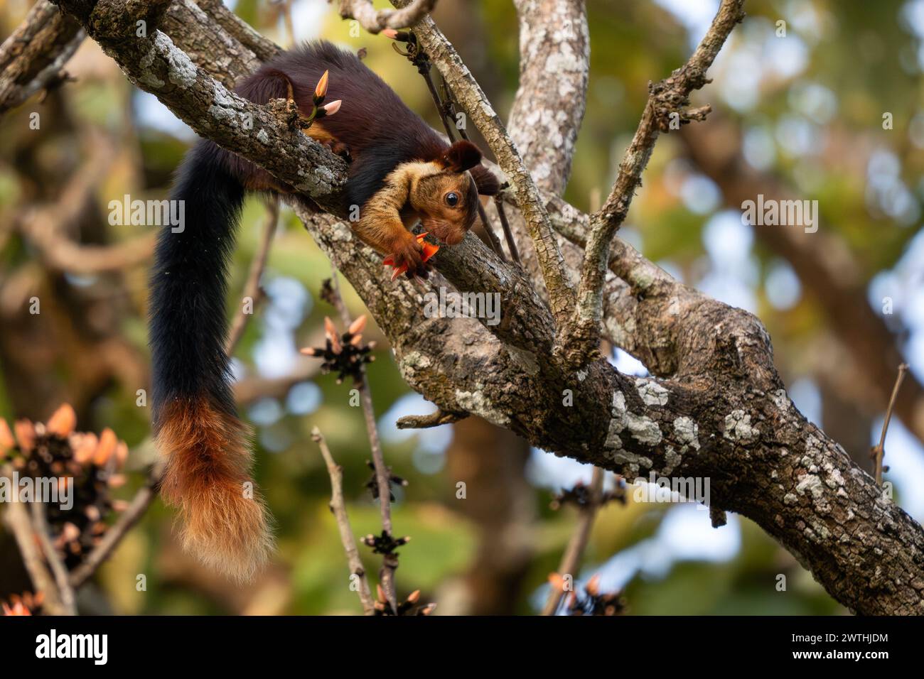 Scoiattolo gigante indiano - Ratufa indica, splendido scoiattolo colorato proveniente da foreste e boschi dell'Asia meridionale, riserva delle tigri di Nagarahole, India. Foto Stock