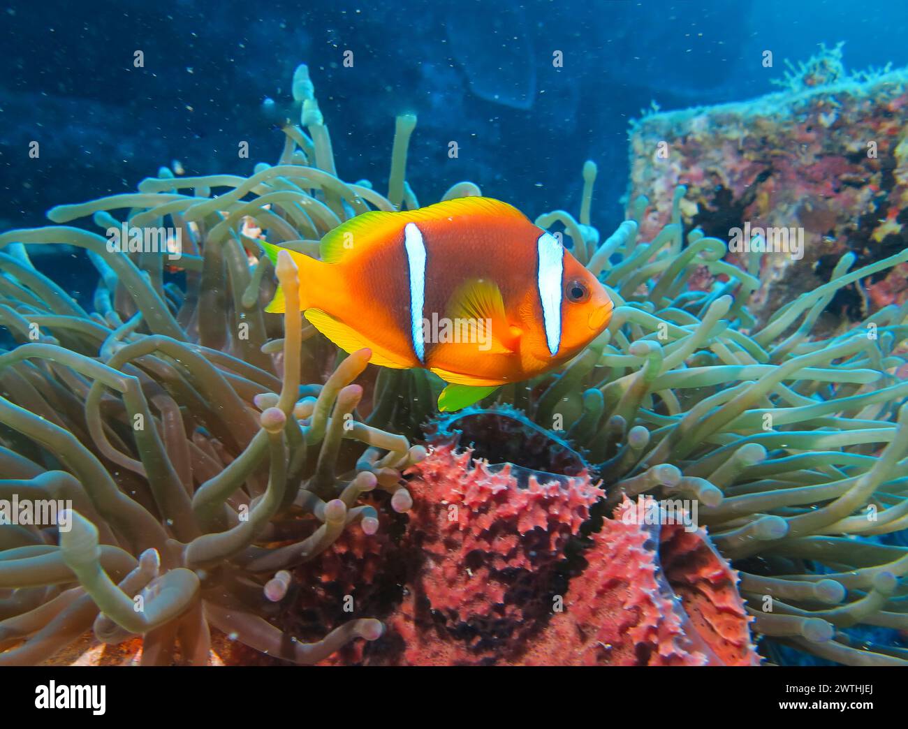Rotmeer-Anemonenfisch (Amphiprion nigripes), Anemone, Tauchplatz Wrack der Thistlegorm, Rotes Meer, Ägypten Foto Stock