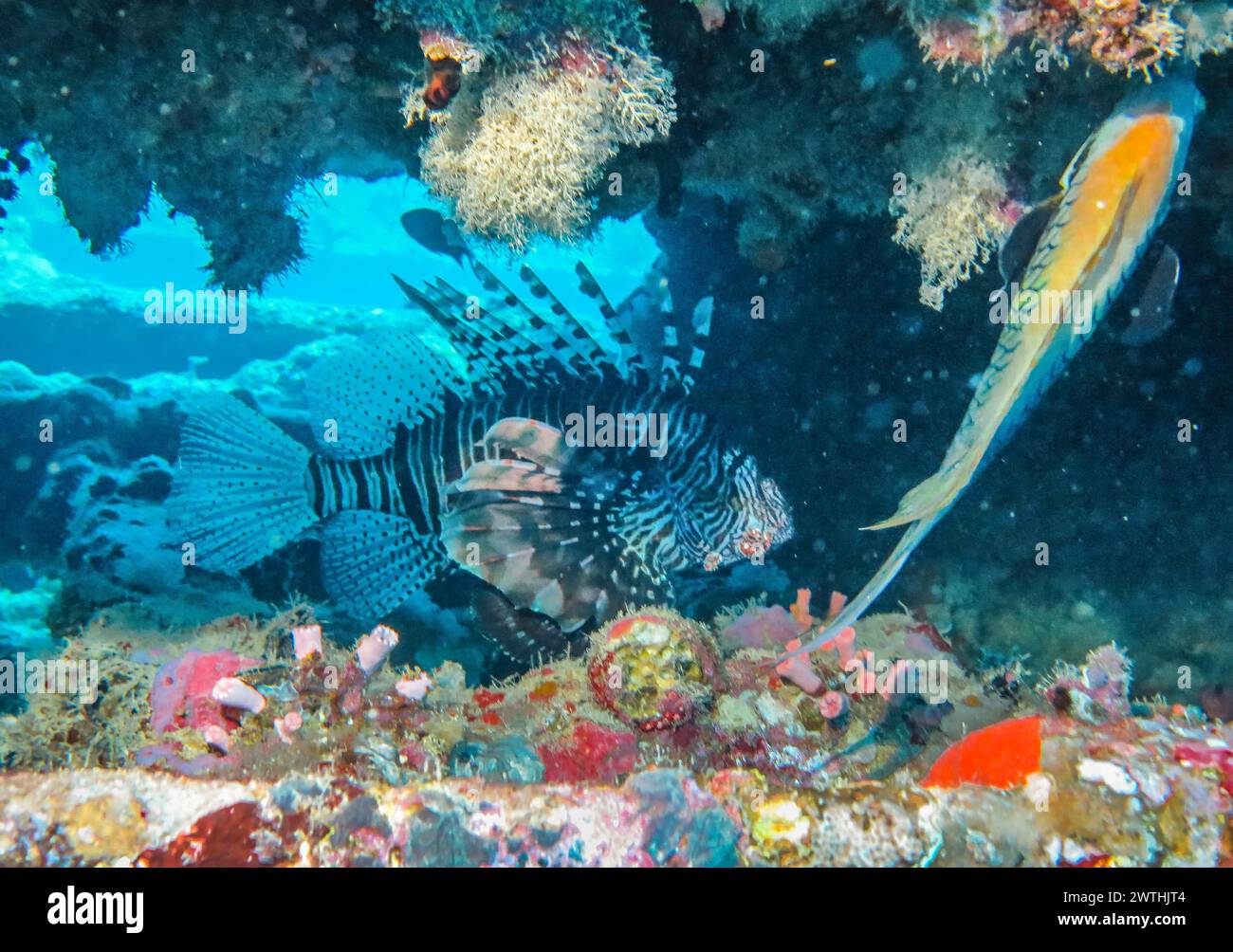 Rotfeuerfisch (Pterois volitans), Tauchplatz Wrack der Thistlegorm, Rotes Meer, Ägypten Foto Stock