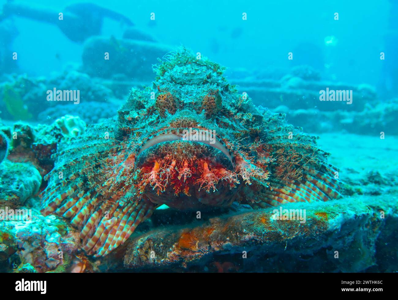 Drachenkopf (Scorpaena scrofa), Tauchplatz Wrack der Thistlegorm, Rotes Meer, Ägypten Foto Stock