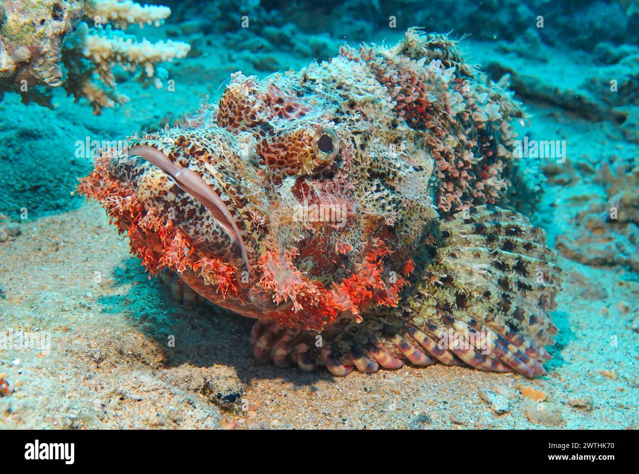 Drachenkopf (Scorpaena scrofa), Tauchplatz Riff Bluff Point, Rotes Meer, Ägypten Foto Stock