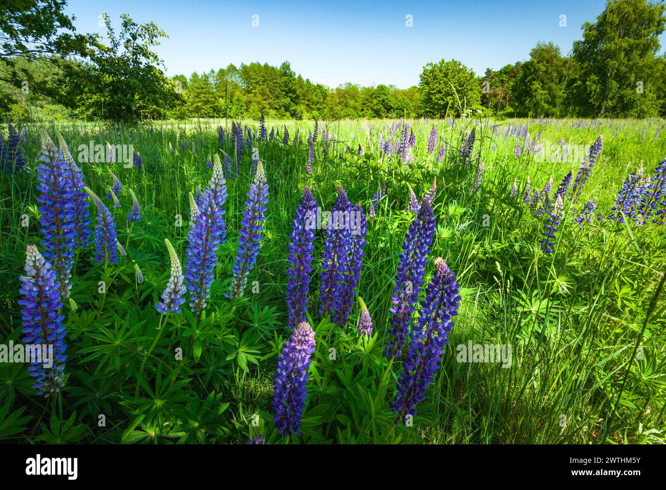 Lupino blu selvatico che cresce in un prato verde di fronte alla foresta, Czulczyce, Polonia Foto Stock