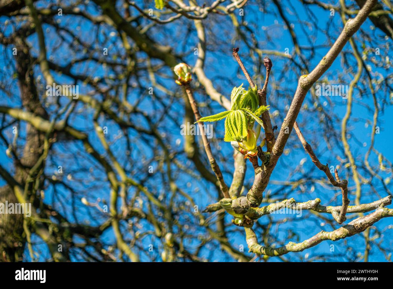 Vista ravvicinata dei boccioli di foglie su un albero che inizia a aprirsi all'inizio della primavera, visto contro un cielo blu. Foto Stock