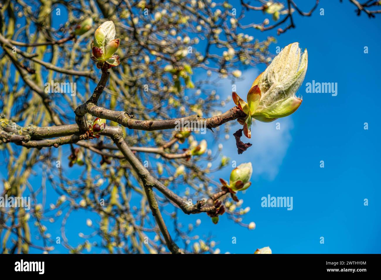 Vista ravvicinata dei boccioli di foglie su un albero che inizia a aprirsi all'inizio della primavera, visto contro un cielo blu. Foto Stock