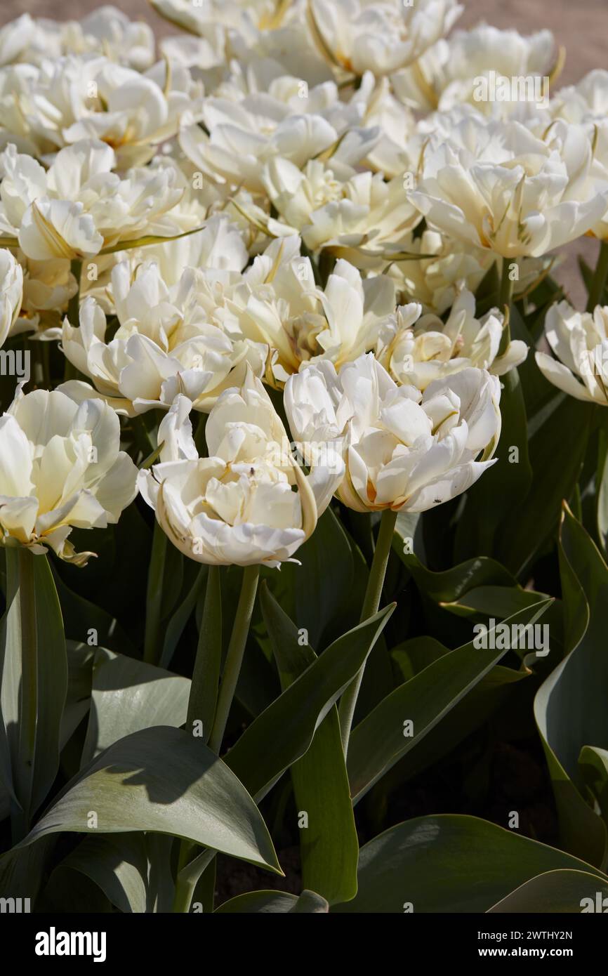 I fiori bianchi esotici dell'Imperatore tulipano fanno da sfondo alla luce del sole primaverile Foto Stock