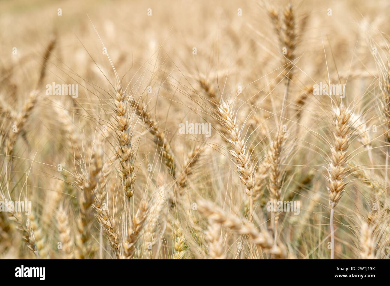 Primo piano di orzo coltivato nel campo dell'orzo Foto Stock