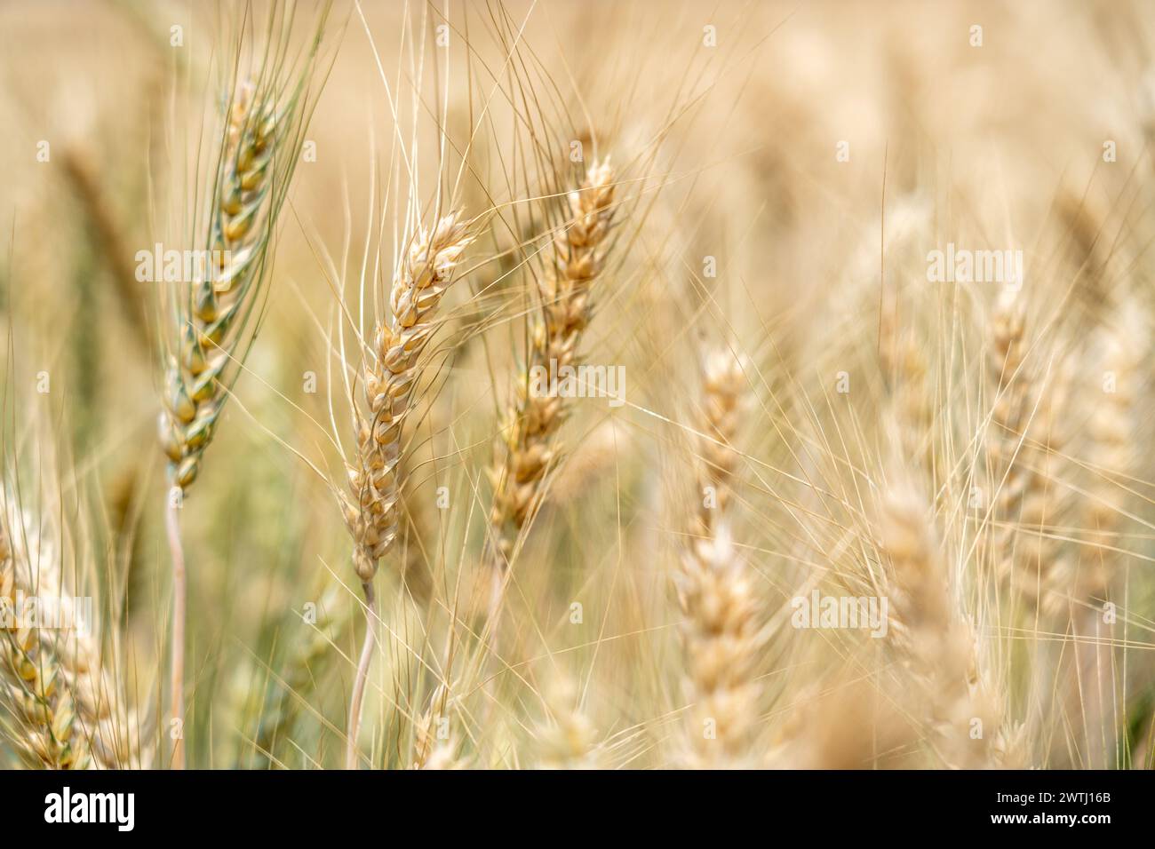 Primo piano di orzo coltivato nel campo dell'orzo Foto Stock