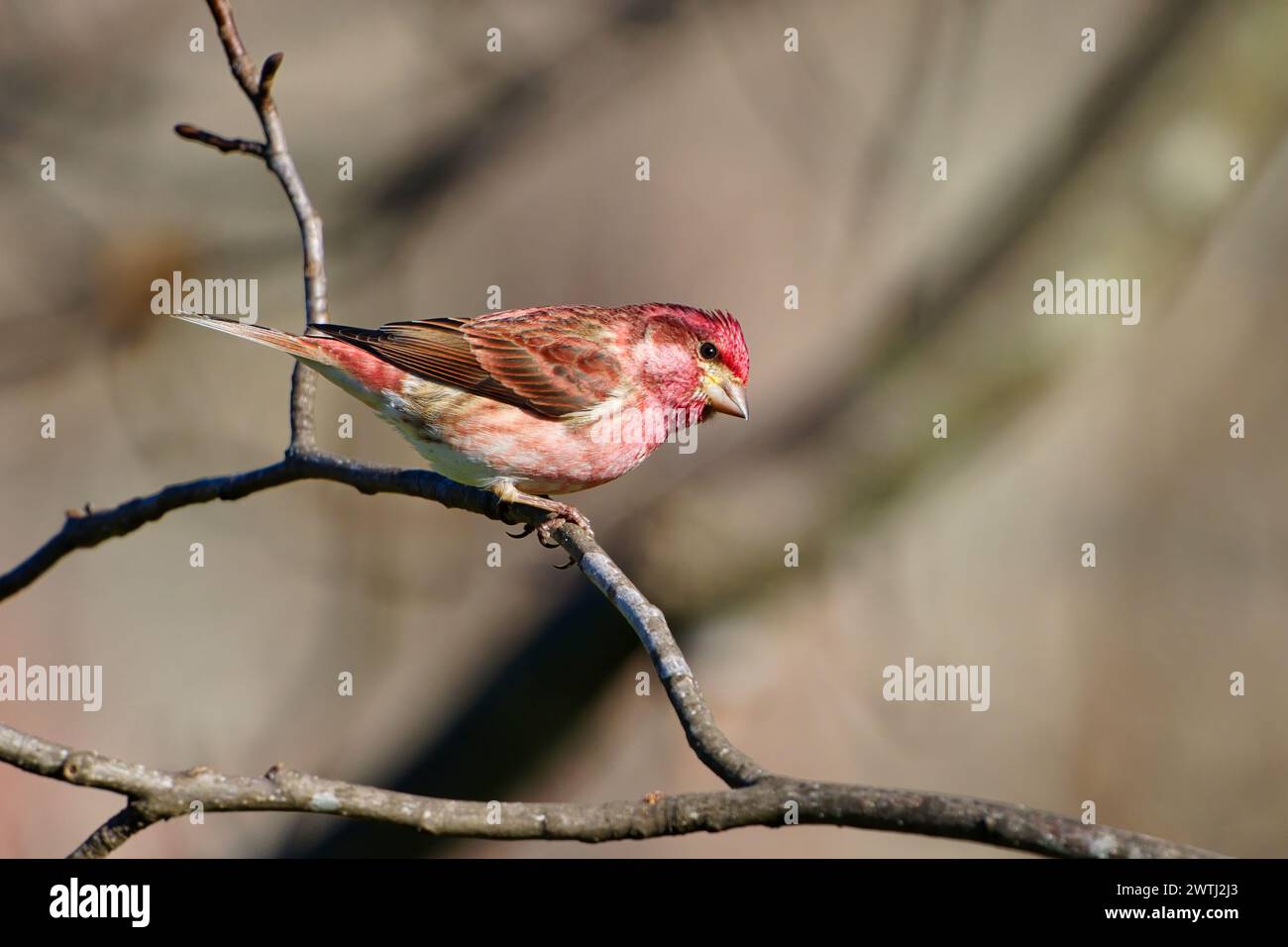 Un colpo ravvicinato di un finch viola maschile arroccato su un ramo d'albero. Dover, Tennessee Foto Stock