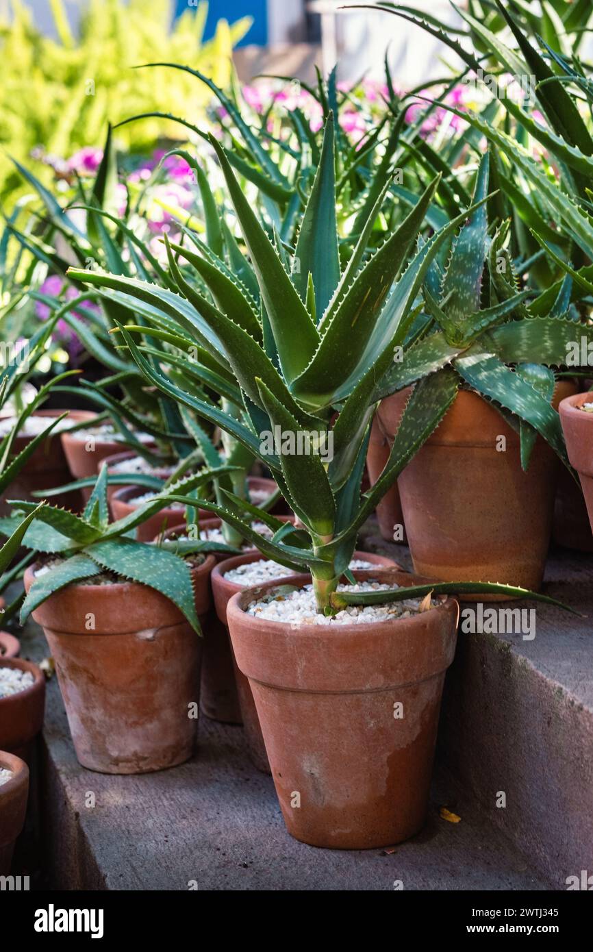 Una collezione di piante di Aloe vera prospera in pentole di terracotta, mostrando le loro foglie verdi spighe. La disposizione è un'armoniosa miscela di guarigione naturale e fascino rustico. Piante di aloe vera in pentole di Terra cotta Foto Stock Una collezione di piante di Aloe vera prospera in pentole di terracotta, mostrando le loro foglie verdi spighe. La disposizione è un'armoniosa miscela di guarigione naturale e fascino rustico. Piante di aloe vera in pentole di Terra cotta Foto Stock