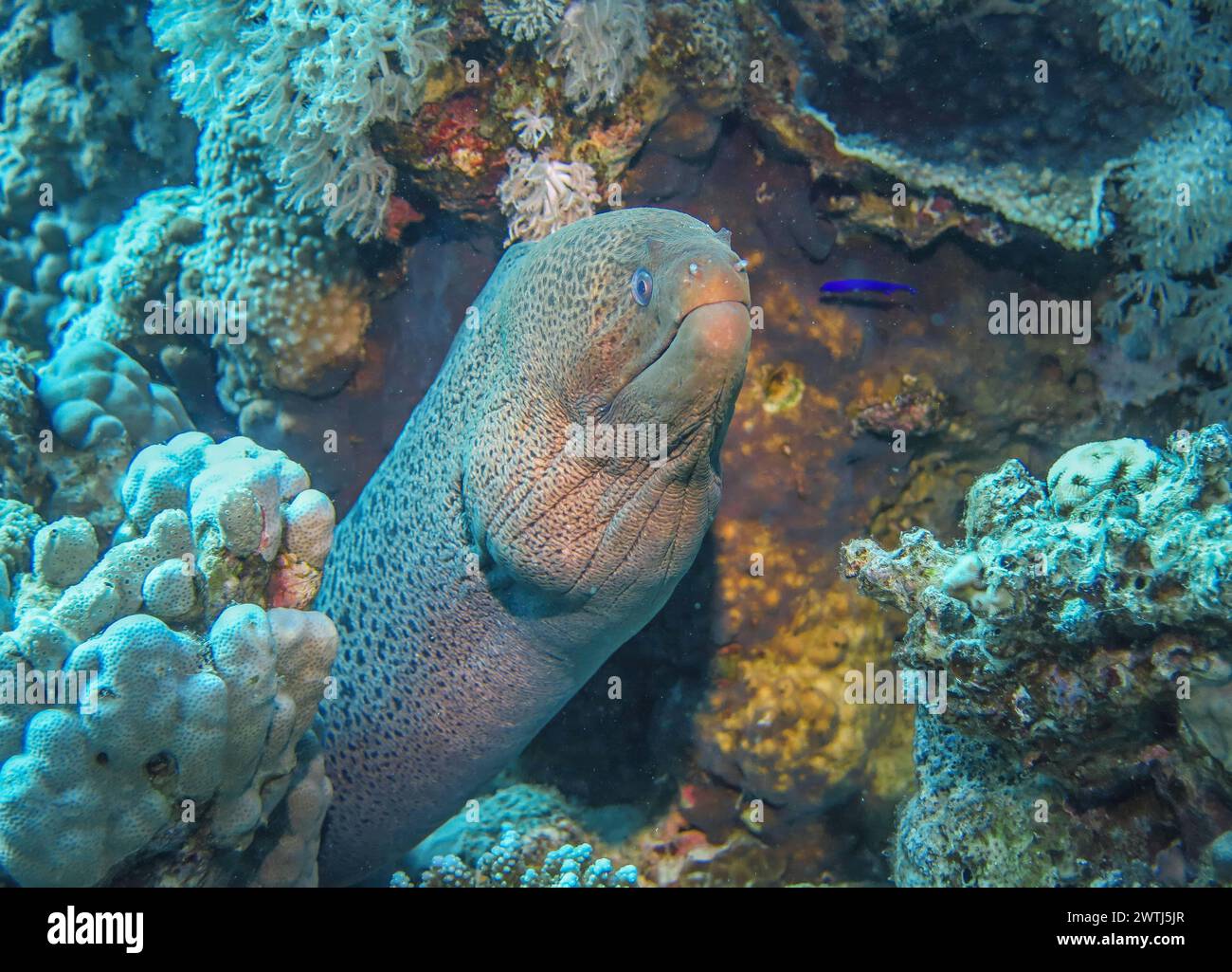 Riesenmuräne Gymnothorax javanicus, Tauchplatz Wrack der Dunraven, Rotes Meer, Ägypten *** Giant Moray Gymnothorax javanicus , sito di immersione relitto del Dunraven, Mar Rosso, Egitto Foto Stock