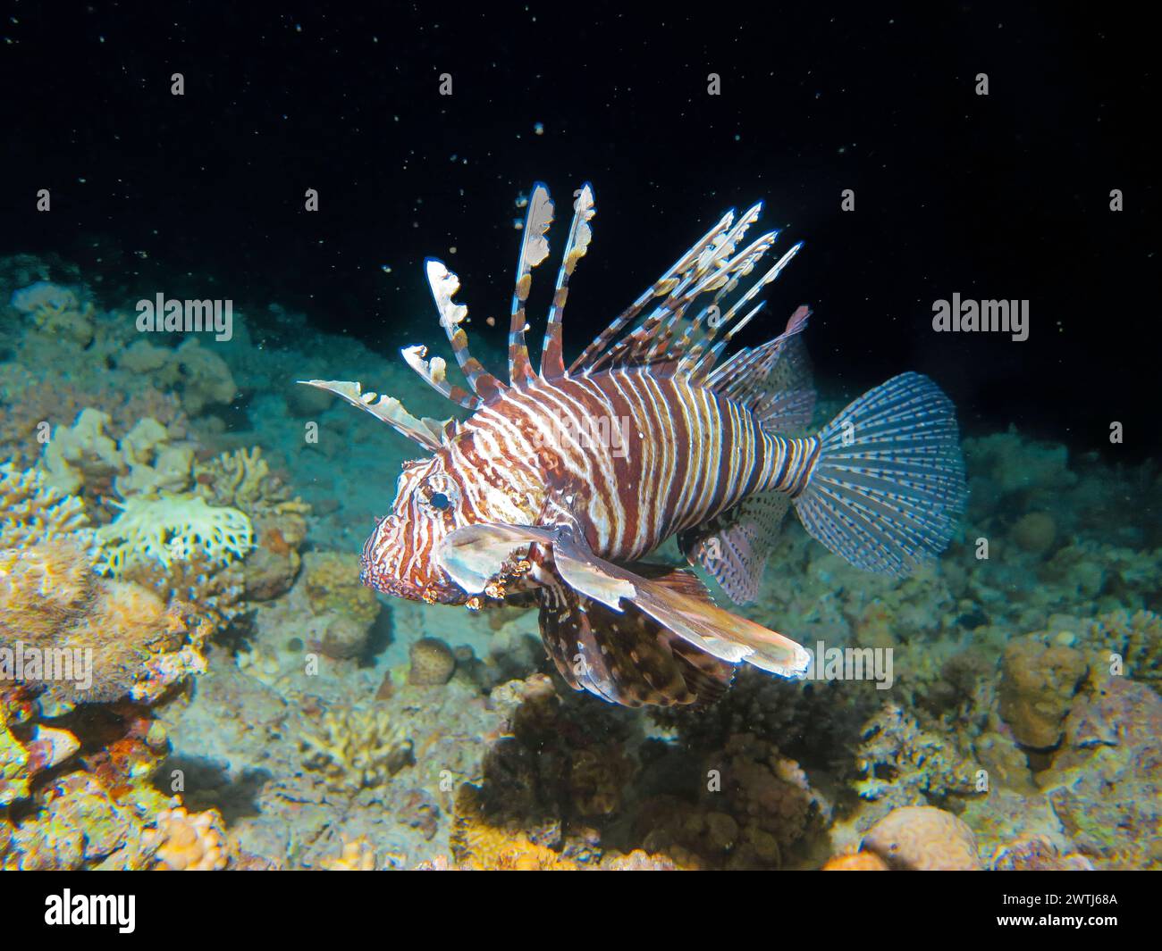 Rotfeuerfisch Pterois volitans, Tauchplatz Riff Bluff Point, Rotes Meer, Ägypten *** Lionfish Pterois volitans , sito di immersione Reef Bluff Point, Mar Rosso, Egitto Foto Stock