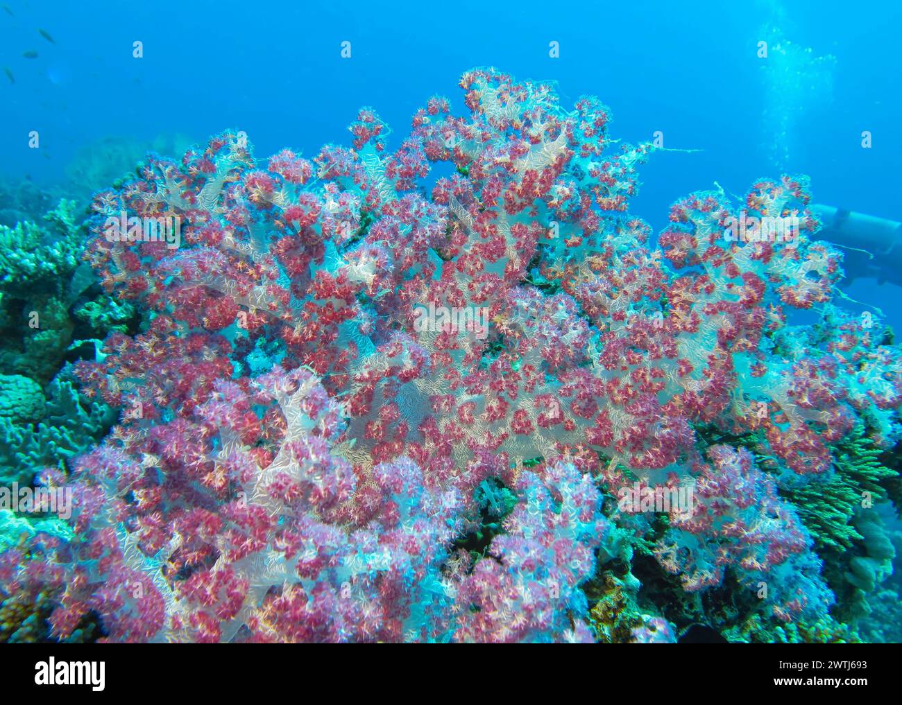 Weichkoralle, Tauchplatz Riff Bluff Point, Rotes Meer, Ägypten *** coralli morbidi, sito di immersione Reef Bluff Point, Mar Rosso, Egitto Foto Stock