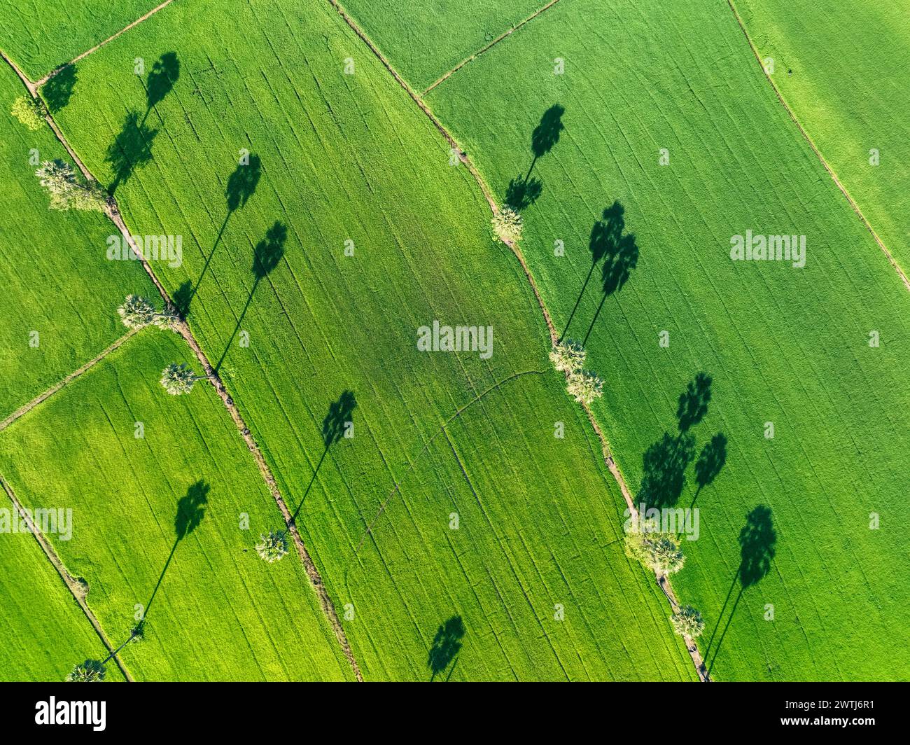 Vista aerea del verde campo di riso con alberi in Thailandia. Vista superiore del campo agricolo. Piante di riso. Modello naturale di allevamento di riso verde. Bellezza Foto Stock